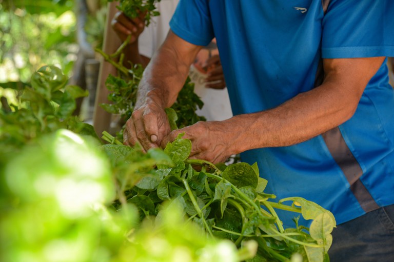 Agricultor pode fornecer para programas sem perder Bolsa Família