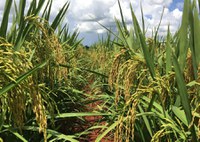Governo Federal autoriza Conab a importar arroz e garante abastecimento