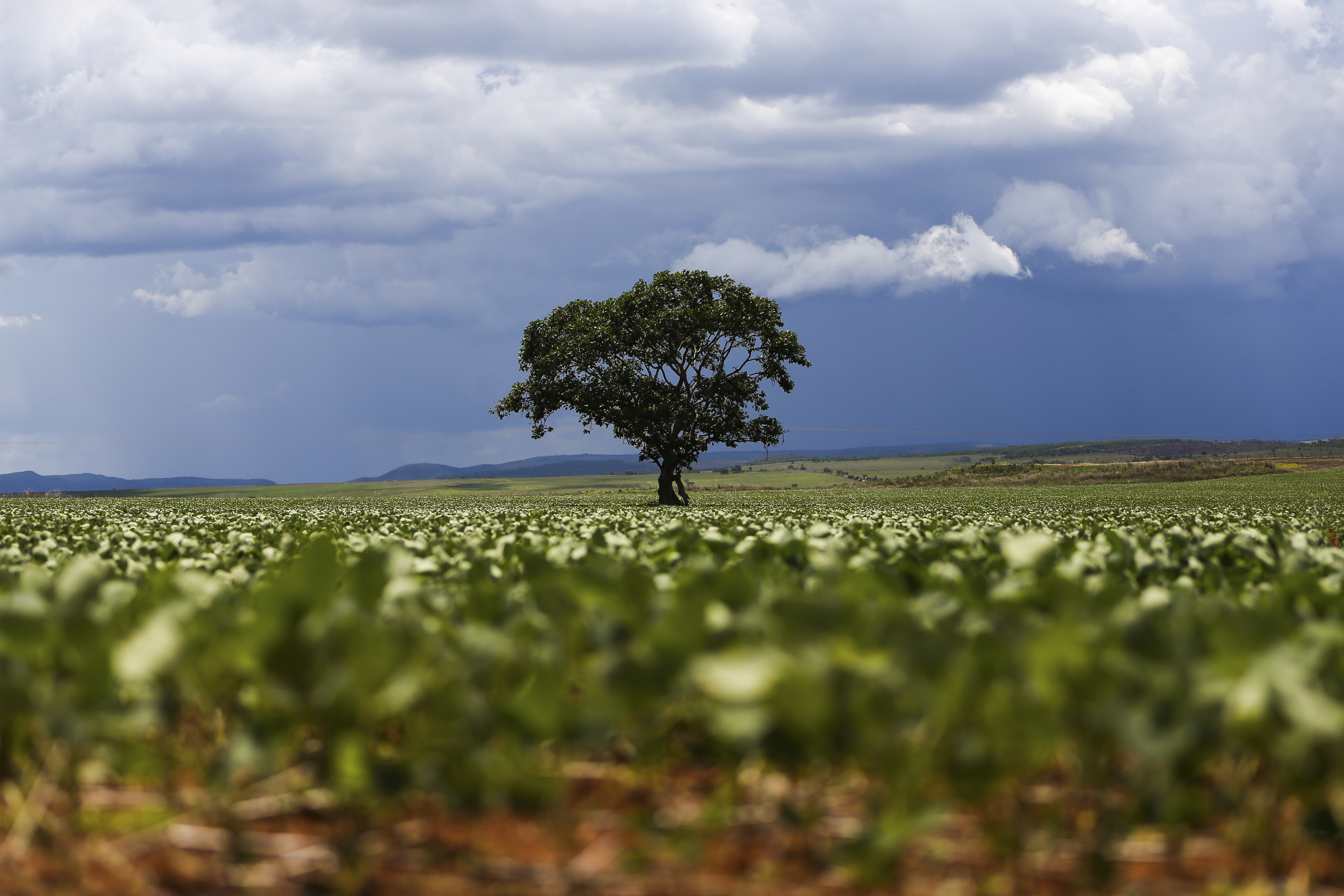 Em 2024, setor cultural captou R$ 2,97 bi via renúncia fiscal, enquanto financiamento agrícola contou com empenho de R$ 12,8 bilhões; Medida provisória injeta R$ 4 bi no Plano Safra já em 2025