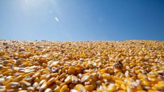 Consea debate impacto da agropecuária do Matopiba na segurança alimentar de populações locais