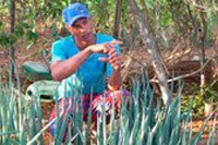 Publicação da FAO indica adoção de ações de sucesso do Brasil para superar fome no mundo