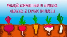 Produção compartilhada de alimentos orgânicos se expande em Brasília