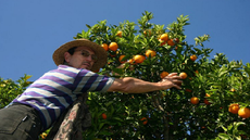 Produção de orgânicos cresce no Brasil e mostra que é um bom negócio