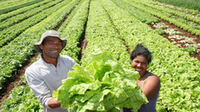 Garantia da segurança alimentar passa por valorizar agricultura familiar rural e urbana