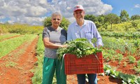 Agricultores familiares produzem toneladas de alimentos orgânicos e lutam por regularização do acampamento Chapadinha em Sobradinho - DF