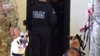 PFBRA realiza ação de varredura com cães farejadores na unidade prisional