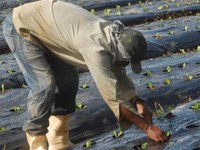 08.02.2013 - Produtos dos assentamentos da reforma agrária também serão comercializados em supermercados de todo o Brasil