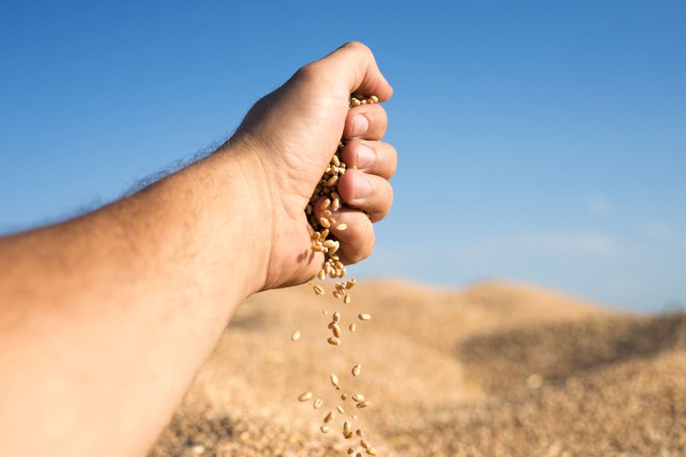 wheat-seeds-pouring-out-of-hand-representing-good-yields-and-successful-harvest (1).jpg