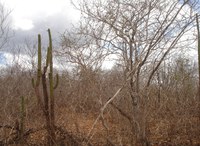 Dia Mundial da Caatinga: iniciativa da Sudene busca produzir bioinsumos a partir do potencial do bioma