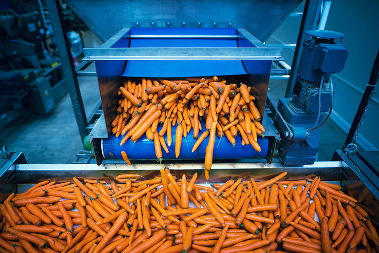 carrots-vegetables-being-washed-selected-by-industrial-machine.png