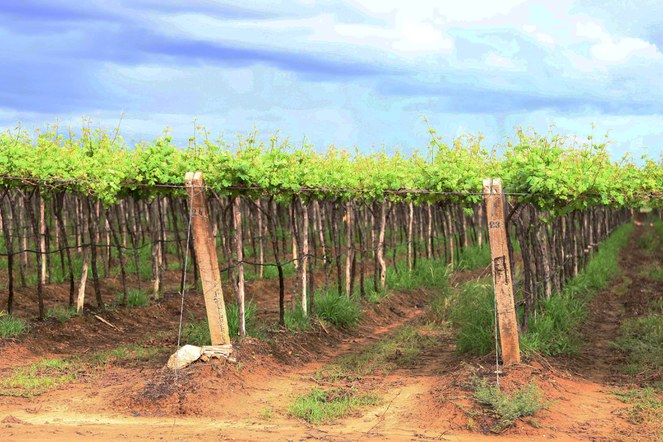 Detalhe da produção de uvas da vinícola Rio Sol, em Lagoa Grande. Empresa possuía 118 hectares de área plantada em 2022 e colheu 2.700.000 quilos de uvas de 26 castas, além de produzir duas milhões de garrafas de vinhos e espumantes naquele ano. Foto: Agnelo Câmara (Ascom/Sudene). 