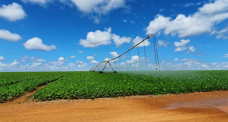 A foto mostra um campo verde com estrutura de agricultura irrigada.