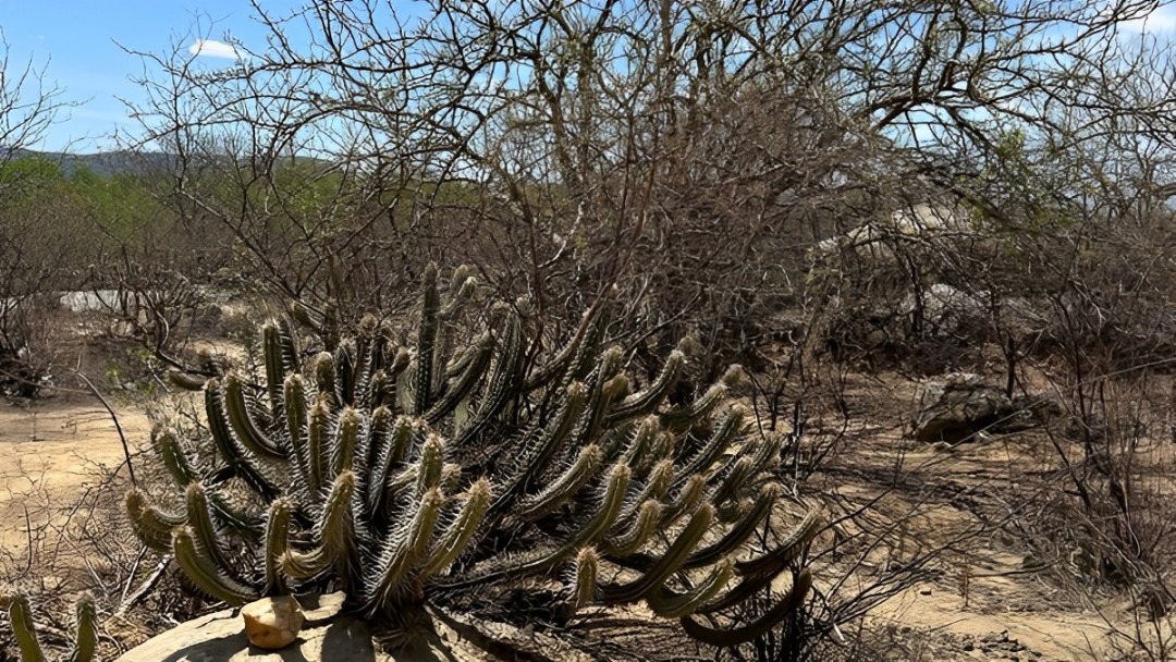 Sudene marcará presença na COP 16, que vai debater o combate à desertificação