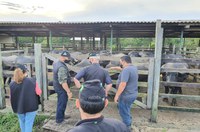 Fazenda experimental da Ufam no DAS fomenta ensino e capacitação rural