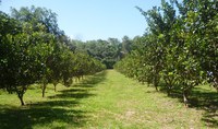 Lotes do Distrito Agropecuário da Suframa serão concedidos via licitação