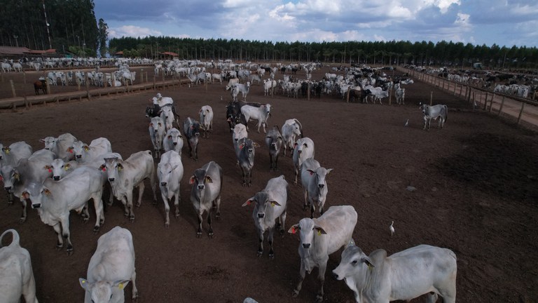 imagem com bois para falar sobre a rota do Zebu