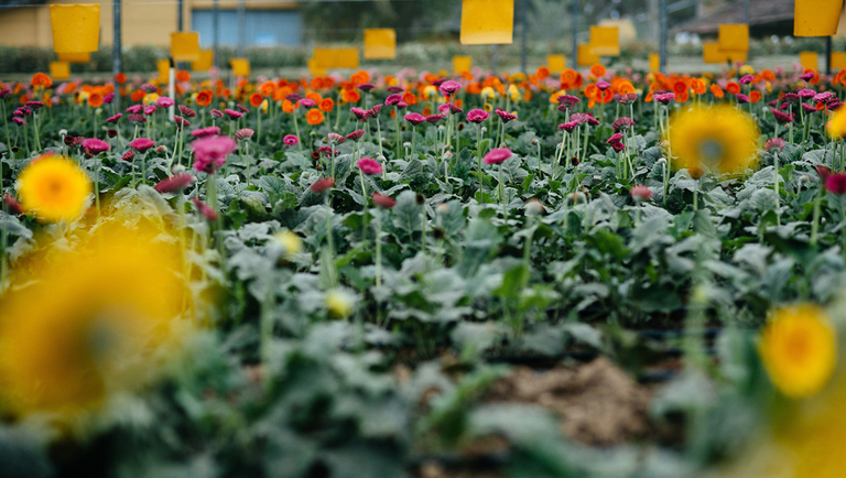 Flores de Holambra