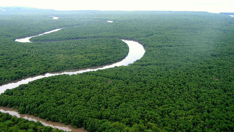 Dia Nacional da Mata Atlântica