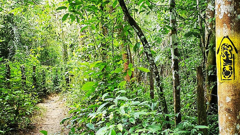 Trilha Amazônia Atlântica