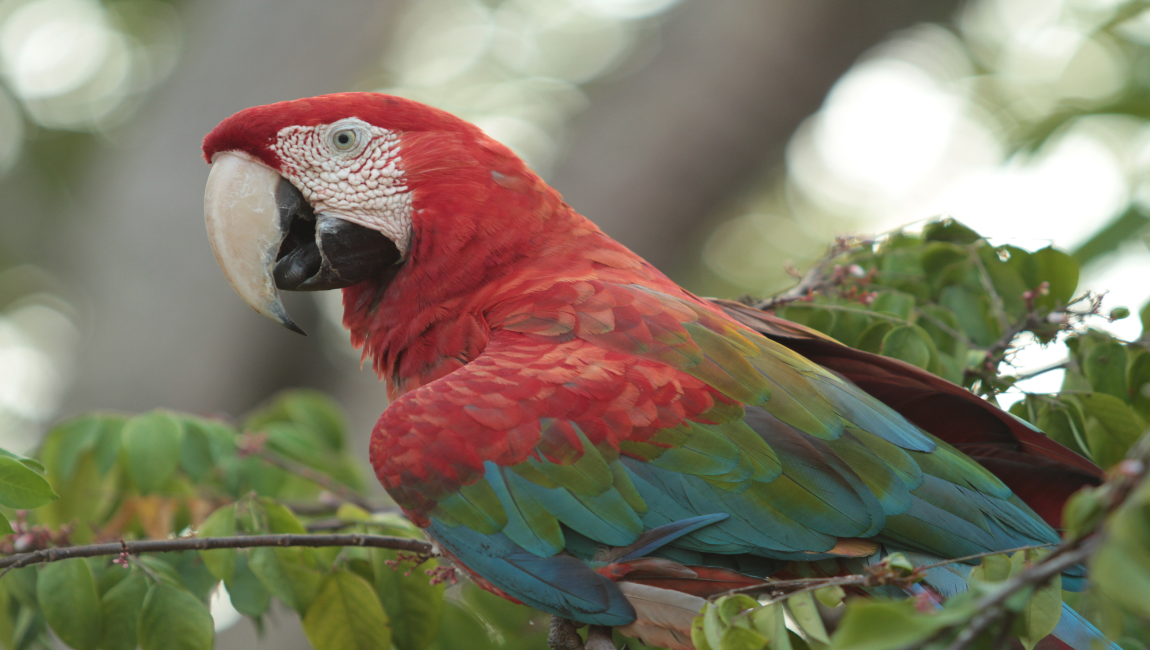 Aves e mensagens