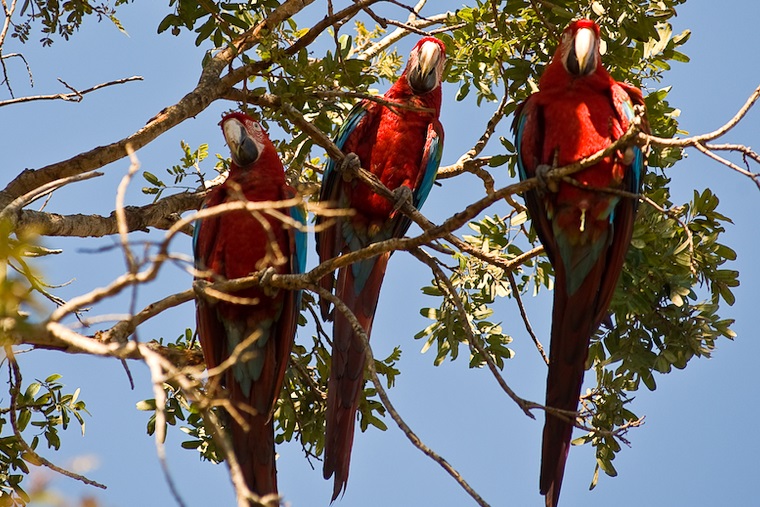 01.11.2018_pantanal-davidregojr.jpg