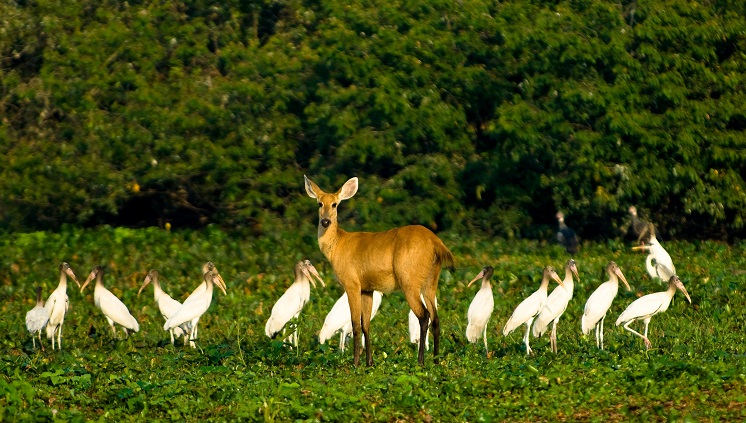 11_08_2016_pantanal_embratur.jpg