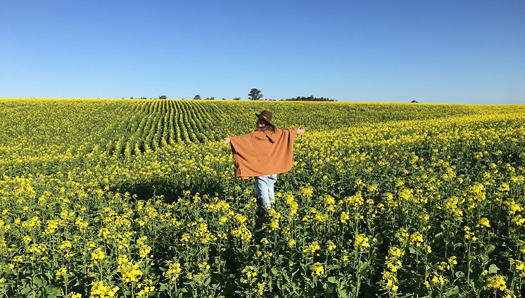 20_09_2016_campo_de_canola_em_santa_margarida_do_sul.jpg