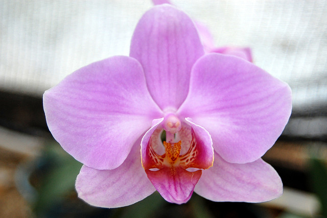 OrquidxrioRincxo-FabiPertille_FlickR_169724577.jpg